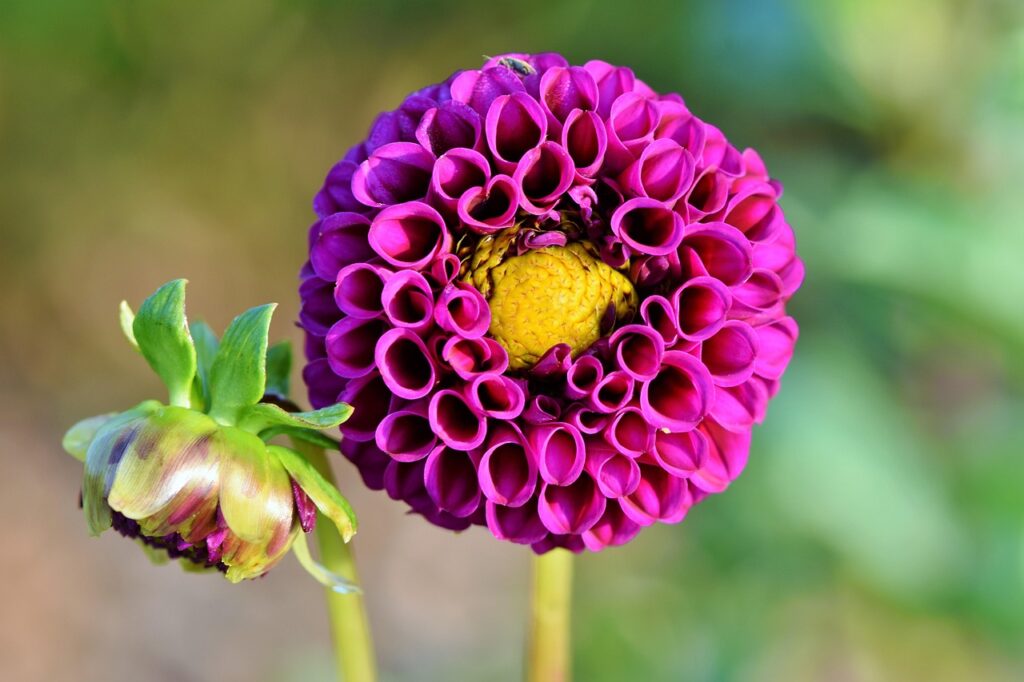Zoom sur un dahlia pompom magenta et un bouton